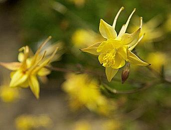 樱井政博即将结束YouTube视频博主身份